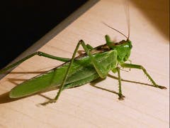 Überraschender Besuch einer Heuschrecke auf dem Nachttisch beim Zubettgehen! Für viele sicher kein Kuscheltier. (Bild: Josef Lustenberger)