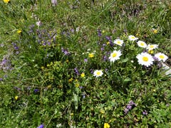 Schön ist es jetzt auf dem Alpenblumenweg am Klewenstock. (Bild: Hans Steiner)
