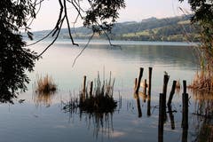 Am Ufer des Baldeggersees, bei Richensee. (Bild: Josef Habermacher)