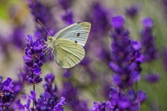 Ein Kohlweissling im Lavendel. (Bild: Franziska Hörler)