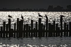 Kormorane im Gegenlicht am Bodensee (Bild: Toni Sieber)