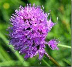 Eine Kugelorchis Traunsteinera globosa in der Dorschnei, wo in diesem Jahr viele anzutreffen sind. (Bild: Adolf Moser)