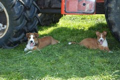 Gina und Luis, die zwei Welpen der Familie Rutz, geniessen zwischen den Fotoaufnahmen den willkommenen Schatten. (Bild: Beat Lanzendorfer)