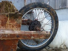 Mittagsrast auf Alp Soll (Bild: Hanspeter Zahner)