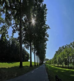 Die schattige Pappelallee von Dottenwil nach Freidorf (Bild: Water Schmidt)