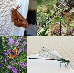 Insektenwelt in Neudorf und Oberkirch. (Bild: Elias und Fabienne Takayama)