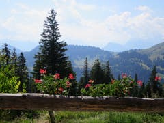 Schöne Aussicht bei der Käserei Chäserenholz auf der Rigi. (Bild: Regina Sapin (20. Juli 2018))