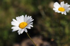 Im Frühsommer und Sommer begeistern Margeriten mit ihren fröhlich weiß-gelben Blüten auf Feld und Fürenalp. (Bild: Xaver Husmann (20. Juli 2018))