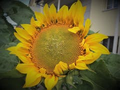 Die Sonnenblume strahlt mit der Sonne um die Wette. (Bild: Frieda Bolliger)