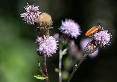 Natur pur am Renggbach. (Bild: Hardy Konzelmann (Obernau, 19. Juli 2018))