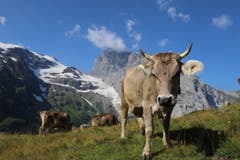 Eine gwondrigi Kuh mustert den Hobbyfotografen auf der Fürenalp ob Engelberg. (Bild: Xaver Husmann (20. Juli 2018))