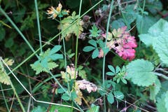 Waldflora im Bogetenwald. (Bild: Josef Habermacher (Rickenbach, 19. Juli 2018))