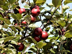 «Beiss nicht gleich in jeden Apfel, er könnte nämlich noch sauer sein!» (Bild: Margrith Imhof-Röthlin (Meggen, 19. Juli 2018))