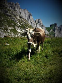 Dieses Rind geniesst den Sommer auf der Alp mit prächtiger Kulisse beim Zwinglipass. (Bild: Frieda Bolliger)