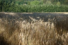 Gerste vor der Ernte beim Bogetenhof. (Bild: Josef Habermacher, Gunzwil, 19. Juli 2018))