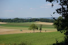 Frucht- und Maisfelder vor der Ernte, im Niederwilermoos. (Bild: Josef Habermacher (Rickenbach, 19. Juli 2018))