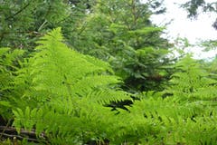 Farngebüsche im Bogetenwald. (Bild: Hans Steiner (Rickenbach, 21. Juli 2018))