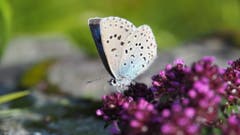 Schmetterling beim Tymian "schnouse" erwischt. (Bild: Stefanie Arm (Alp Obsaum, 16. Juli 2018))