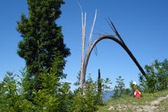 "Vogelbeeren" gestalten farbige Waldränder. (Bild: Hans Steiner (Rickenbach, 21. Juli 2018))