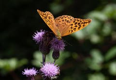 Schönheiten der Natur. (Bild: Hardy Konzelmann (Hergiswald, 22. Juli 2018))
