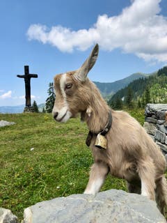 Neugierige Ziege auf der Älggialp. (Bild: Markus Brülhart (19. Juli 2018))