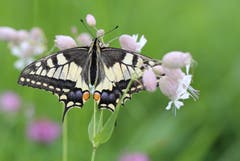 Schwalbenschwanz nach einem Sommerregen. (Bild: Franziska Hörler)