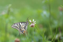 Ein Schmetterling in der Sommerwiese. (Bild: Franziska Hörler)