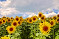 Die Sonnenblumen trotzen dem nahenden Gewitter. (Bild: Xaver Husmann (Rain, 22. Juli 2018))