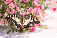Schmetterling, frisch geschlüpft, lässt die Flügel trocknen. (Priska Ziswiler-Heller (Ettiswil, 22. Juli 2018))