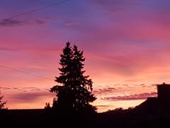 Eine Tanne im abendlichen Farbenspiel in Sitterdorf. (Bild: Reto Schlegel)