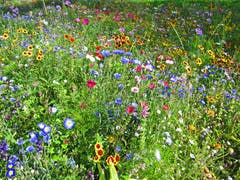 Traumhafte Blumenwiese. (Bild: Hansjörg Brauchli (Adligenswil/Udligenswil, 22. Juli 2018))