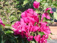 Auch bei diesen warmen Tagen blühen diese Blumen schön. (Bild: Theres Hodel (Büron, 22. Juli 2018))