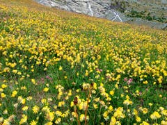 Feld mit alpinen Blumen. Aufgenommen im Mattmarkgebiet, Saas Almagell. (Bruno Ringgenberg (22. Juli 2018))