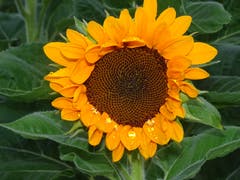 Die letzten Regentropfen auf der Sonnenblume sehen bezaubernd aus (Bild: Walter von Holzen)