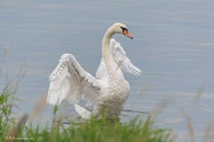 Dieser Schwan am Bodensee zeigt seine Schönheit. (Bild: Regina Rosin)