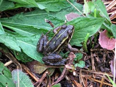 Bei dieser Hitze sucht auch der Frosch ein feuchtes Plätzchen. (Bild: Toni Sieber)