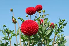 Dahlien in voller Pracht beim Möttelischloss. (Bild: Irene Weibel)