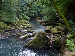 Natur pur. Thurweg zwischen Krummenau und Brandholz. (Bild: Martin Giger)