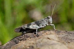 Ein Tier aus der Urzeit? Nein, eine rotflügelige Schnarrschrecke im Schraubachtobel bei Schiers. (Bild: Franz Häusler)