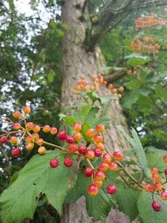 Farbenprächtige Beeren in Hohentannen. (Bild: Reto Schlegel)