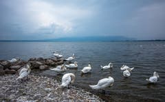 Schwanentreffpunkt bei Altenrhein. (Bild: Wolfgang Reisser)