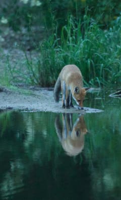 Fuchs am Unterbachweiher in Trogen. (Bild: Hans Aeschlimann)