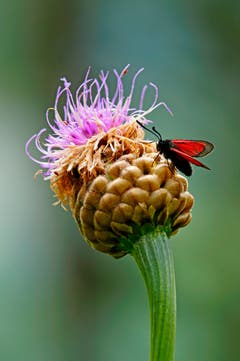 Widderchen auf einer Distel. (Bild: Marianne Schmid)