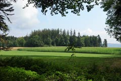 Sommermorgen auf der Erlosen. (Bild: Josef Habermacher, Herlisberg, 23. Juli 2018)