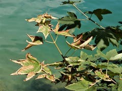 Wo man hinschaut. sind leider die Folgen des fehlenden Regens zu sehen. Fotografiert am Zugersee zwischen Arth am See und Immensee (Bild: Margrith Imhof-Röllin)