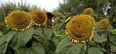 Fröhliche Gartenrunde in Hefenhofen. (Bild: Gabriela Huber)