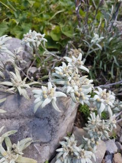 Edelweiss im trockenen Säntisgestein. (Bild: Reto Schlegel)