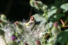 Ein Distelfink mitten in Disteln am Waldrand oberhalb Abtwil. (Bild: Wolfgang Ponader)