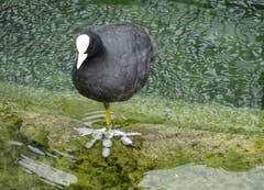 Ein Blässhuhn beim Fussbad in Goldach - Abkühlung pur! (Bild: Doris Sieber)