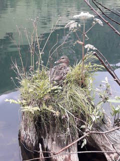 Sicher einer der schönsten Sommer Plätze im Maderanertal; die kleine Insel im Golzernsee! (Bild: Gustav Tresch)
